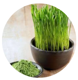 Wheatgrass Powder